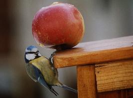 La Mésange bleue, la plus acrobate de la famille, elle a la particularité de se mettre souvent la tête en bas pour se nourrir au bout des branches... vue dans mon jardin.